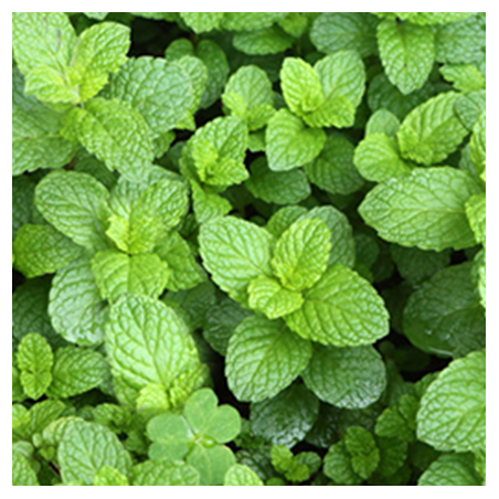 Peppermint Natural flavour